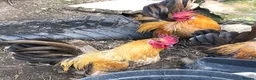 Chickens poultry for sale: Aseel / Cross Cockerel hatched 2026 - Advert 14