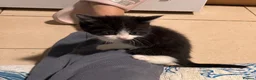 Mixed Breed cats for sale: 5 BBSH x mixed kittens black white grey - Advert 9