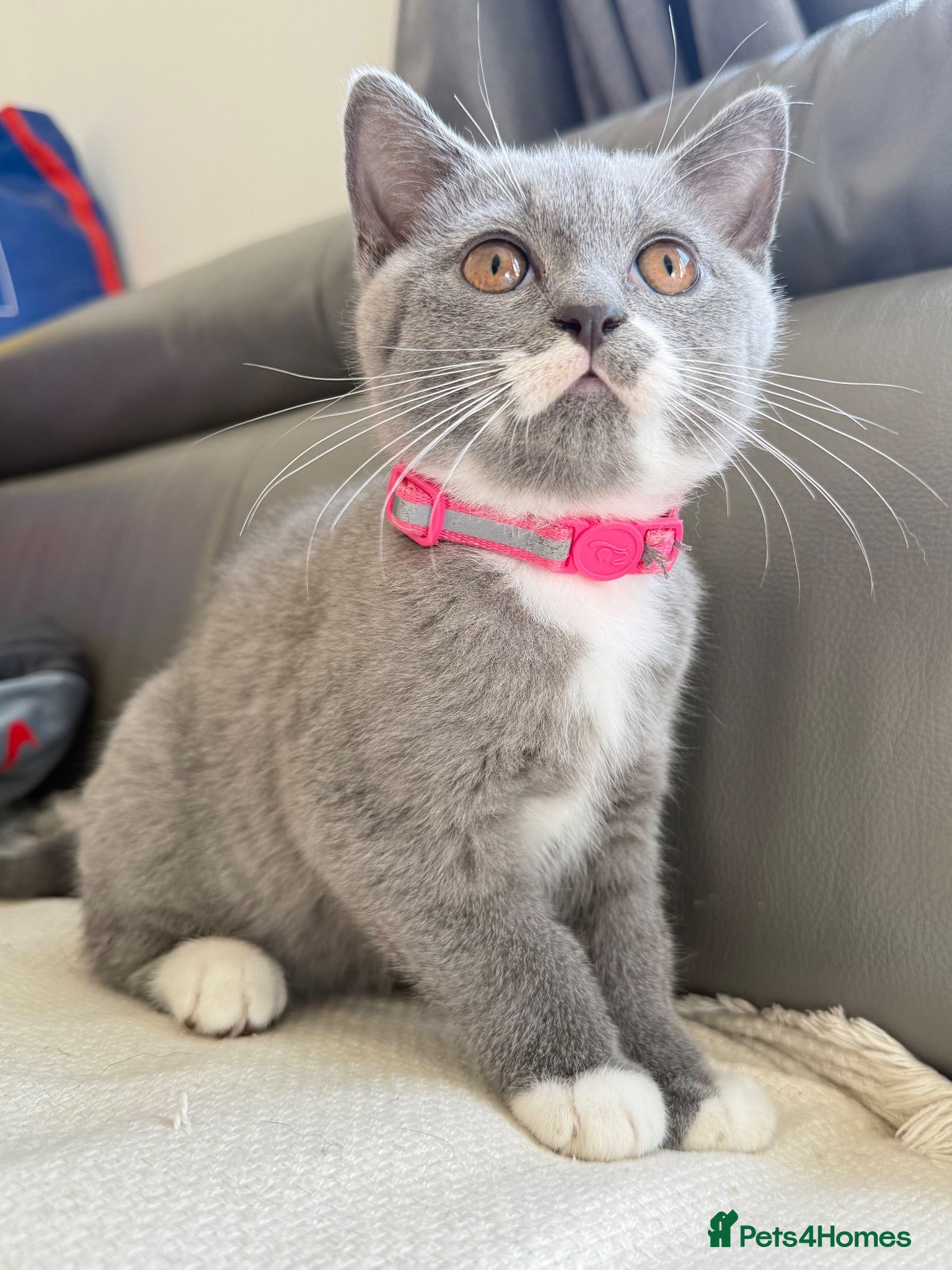 Scottish Fold cats Champion Line Scottish straight  - Advert 19