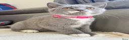 Scottish Fold cats for sale: Champion Line Scottish straight  - Advert 1