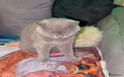 British Shorthair cats for sale: British shorthair cat - Image 6
