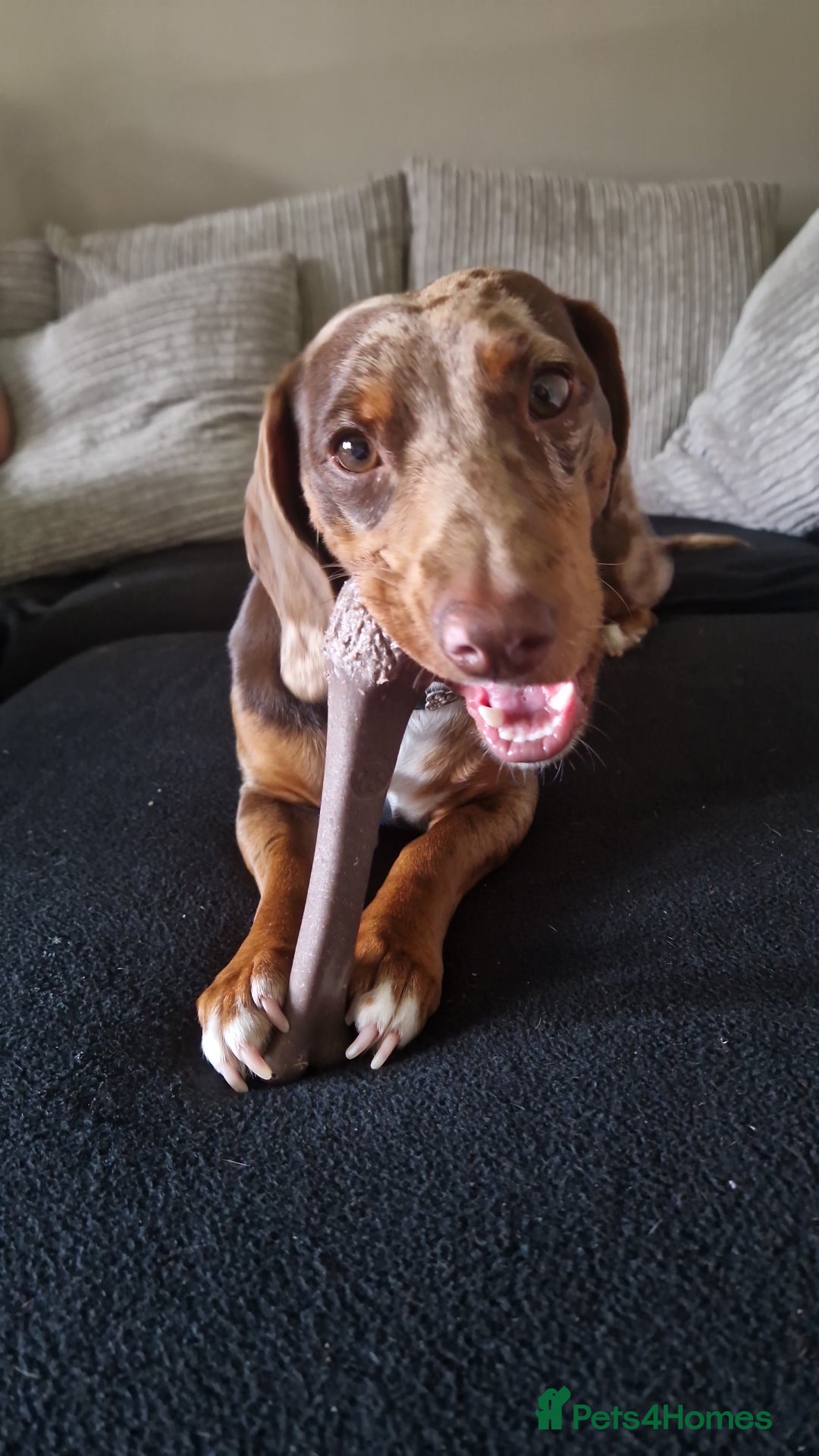 Dachshund dogs for stud: Daushound available for stud.  - Advert 6
