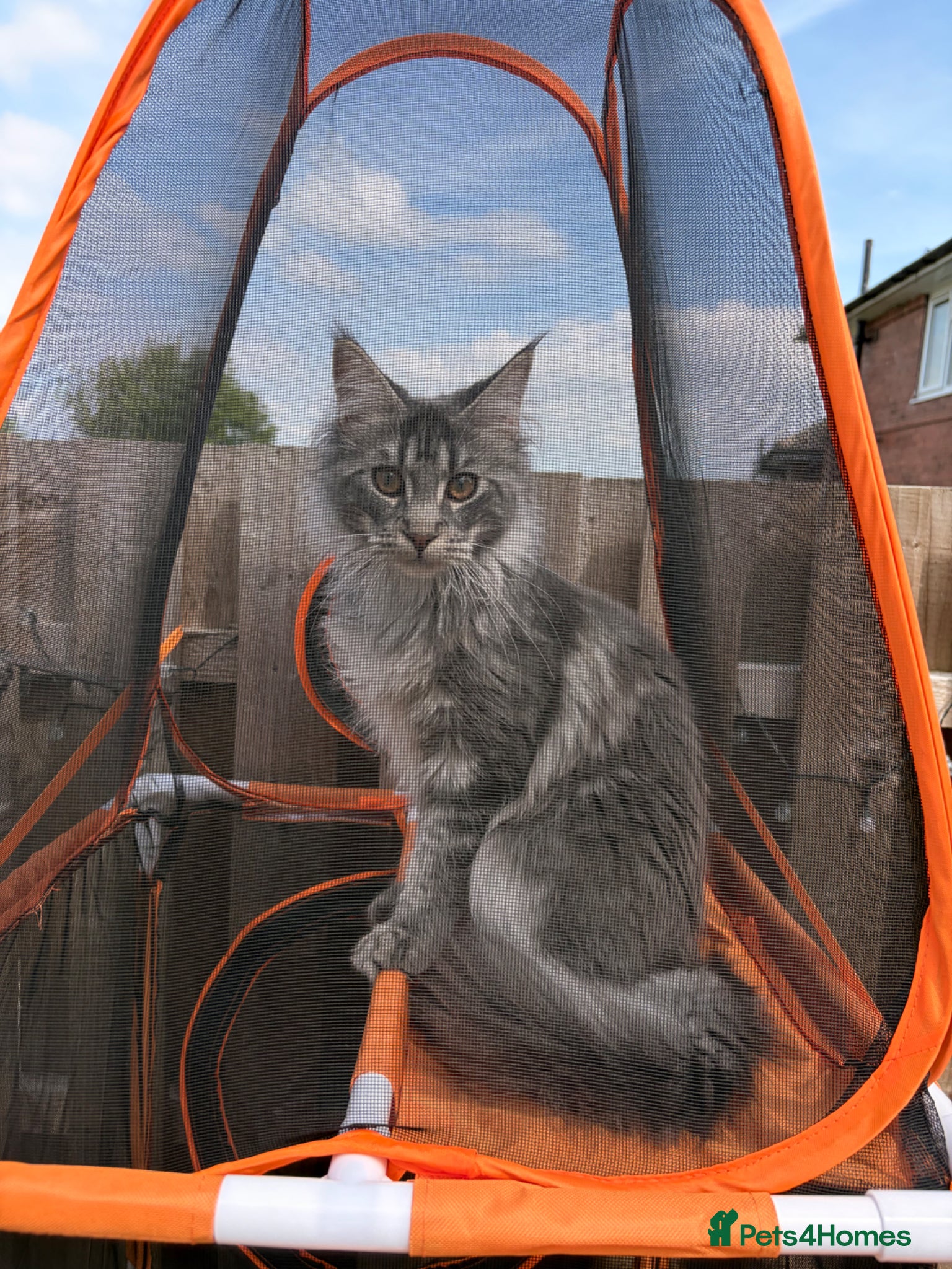 Maine Coon cats Maine Coon - Advert 16