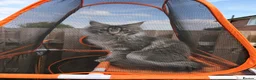 Maine Coon cats for sale: Maine Coon - Advert 1