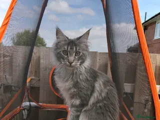 Maine Coon cats Maine Coon - Advert 16