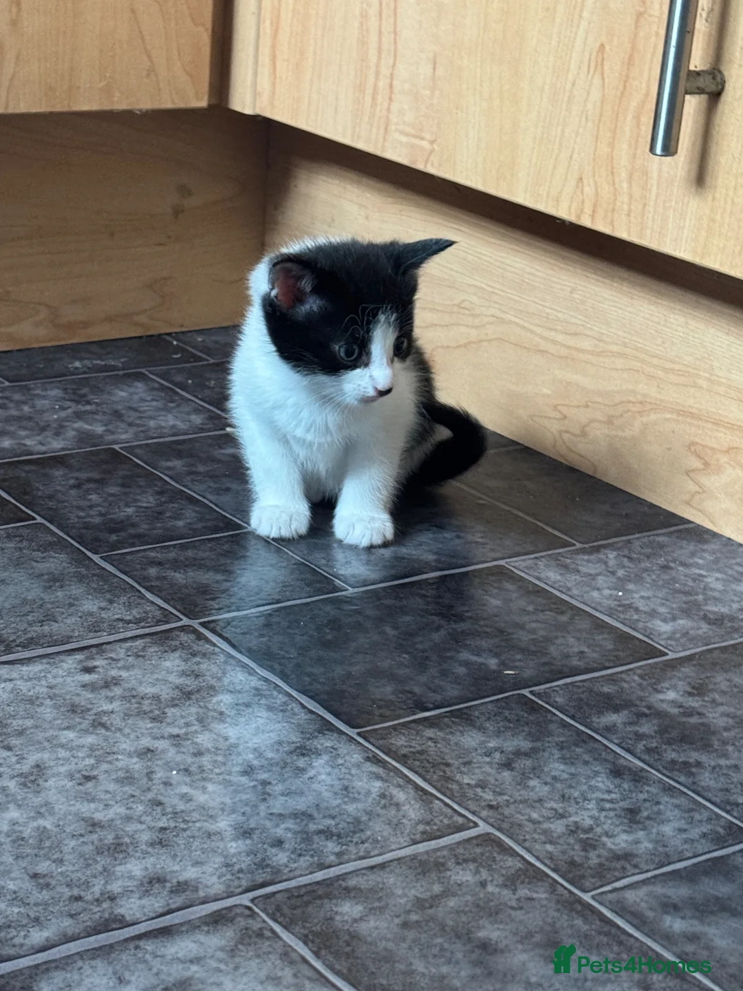 Mixed Breed cats for sale: Beautiful Friendly Mixed Breed Kittens  - Advert 19