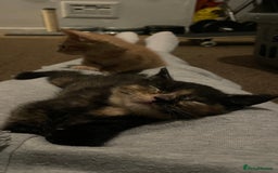 Mixed Breed cats for sale: 2 Beautiful Black (and ginger spots) Girl Kittens - Image 13