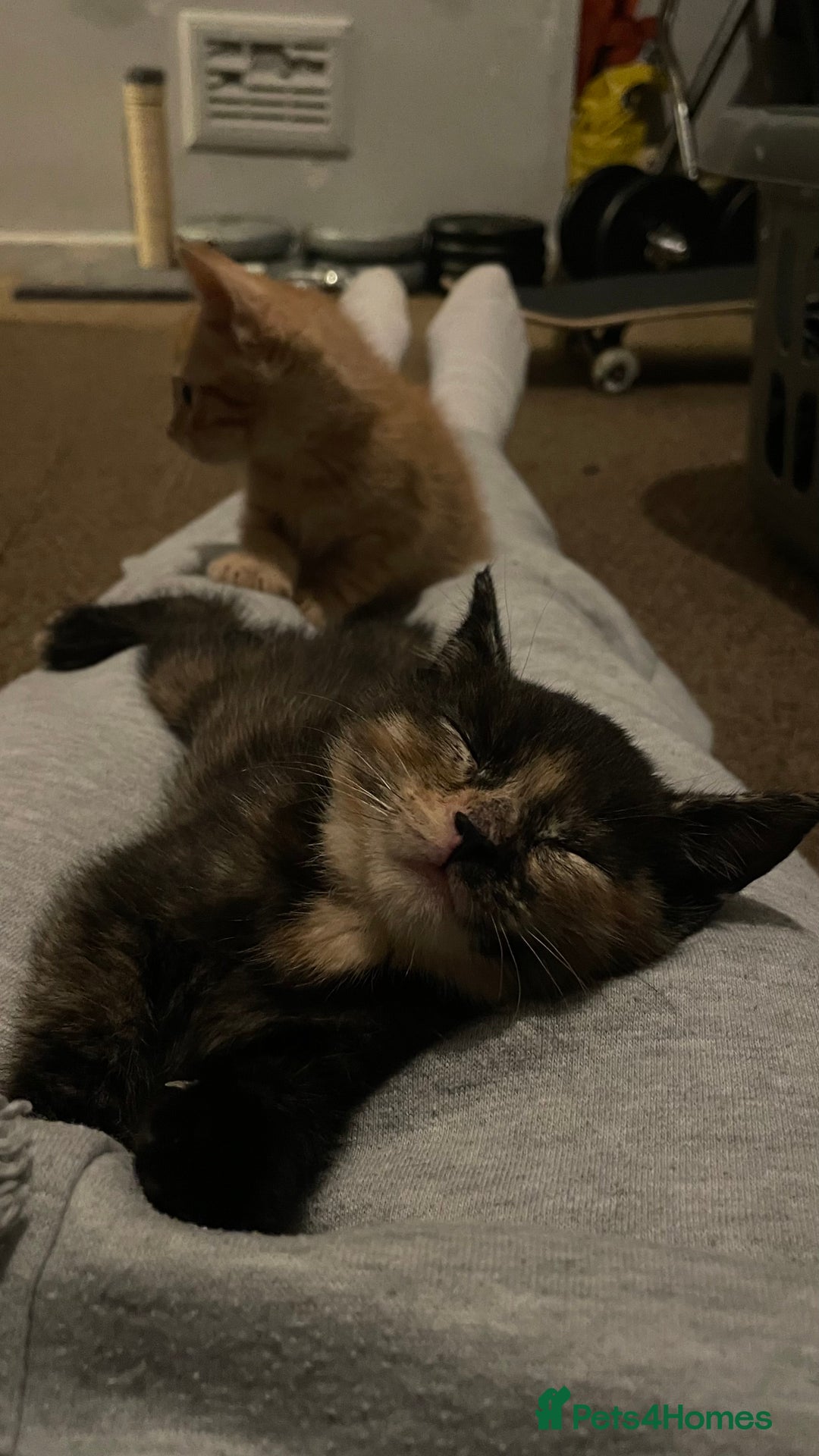Mixed Breed cats for sale: 2 Beautiful Black (and ginger spots) Girl Kittens - Image 13