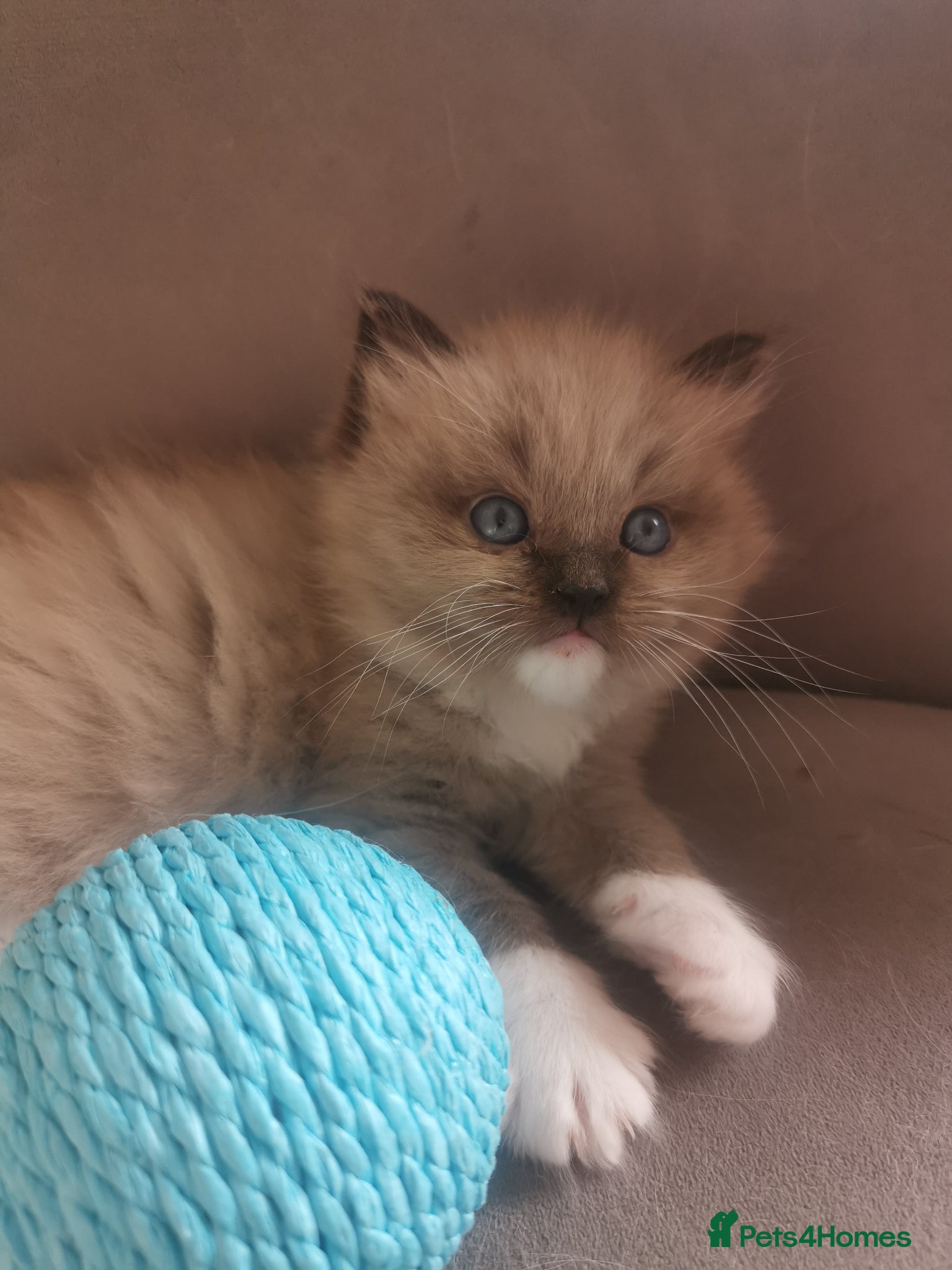 Ragdoll cats Stunning TICA Ragdoll Kittens Mink Sepia Cherubim - Advert 16