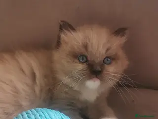 Ragdoll cats Stunning TICA Ragdoll Kittens Mink Sepia Cherubim - Advert 17