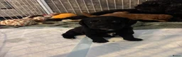 Cockapoo dogs for sale: Cockapoo pups - Advert 4