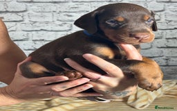 Dobermann dogs for sale: Dobermann puppies Champion bloodline, kc reg - Image 26