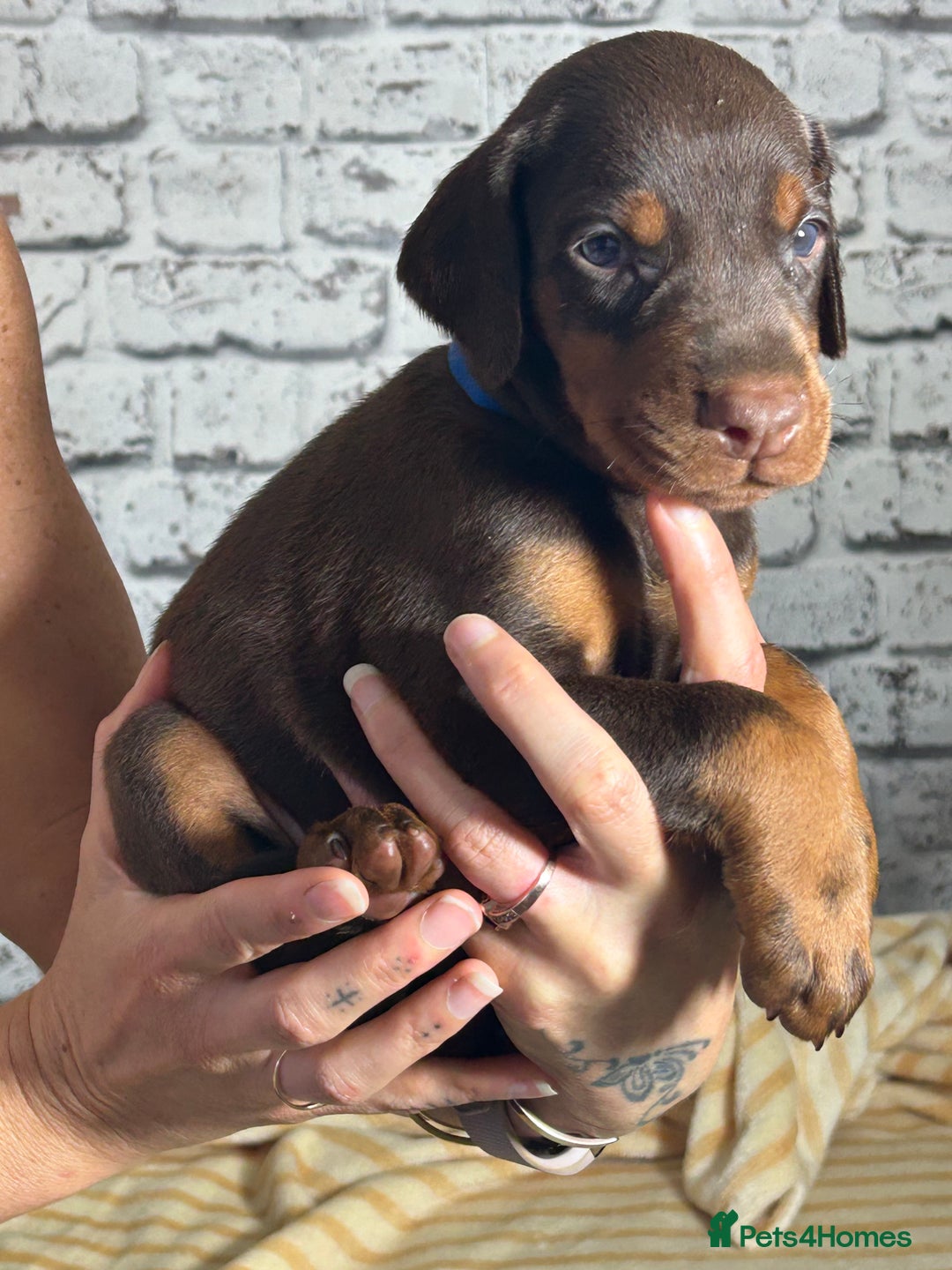 Dobermann dogs for sale: Dobermann puppies Champion bloodline, kc reg - Image 26
