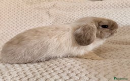 Mini Lop rabbits for sale: 3 x Beautiful Mini Lop Bunnies  - Image 2