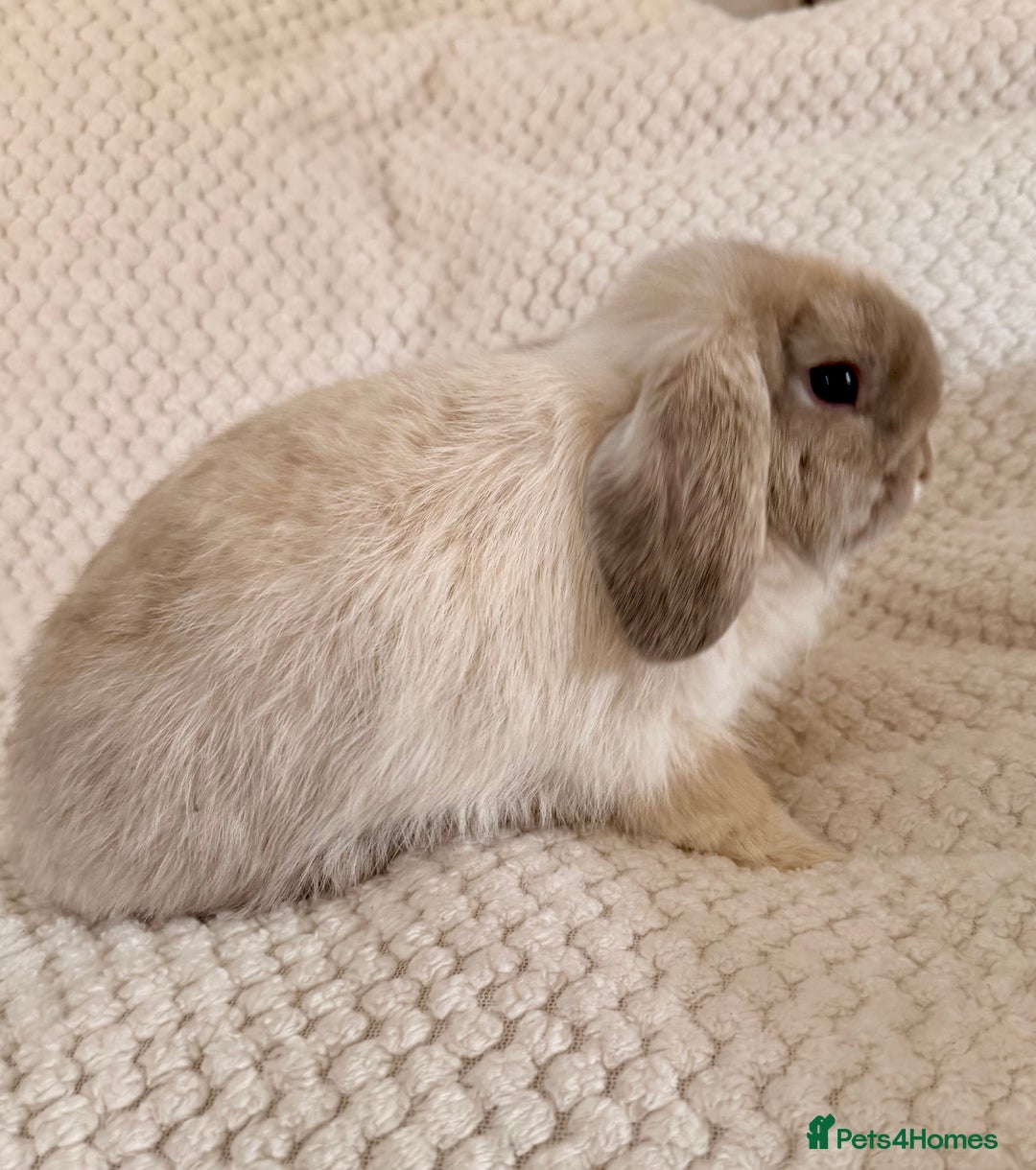 Mini Lop rabbits for sale: 3 x Beautiful Mini Lop Bunnies  - Image 2