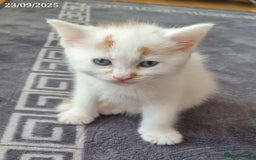 Domestic Shorthair cats for sale: 🐾2 Adorable Kittens Looking for Loving Homes🐾 - Image 4