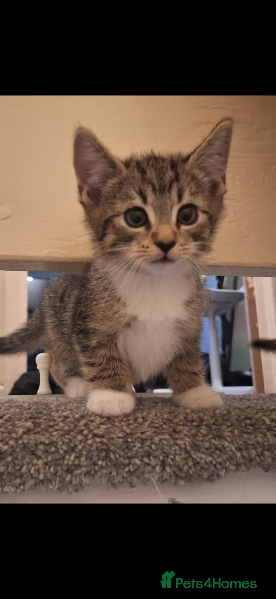 Mixed Breed cats for sale: 3 little boys and 1 girl  - Advert 2