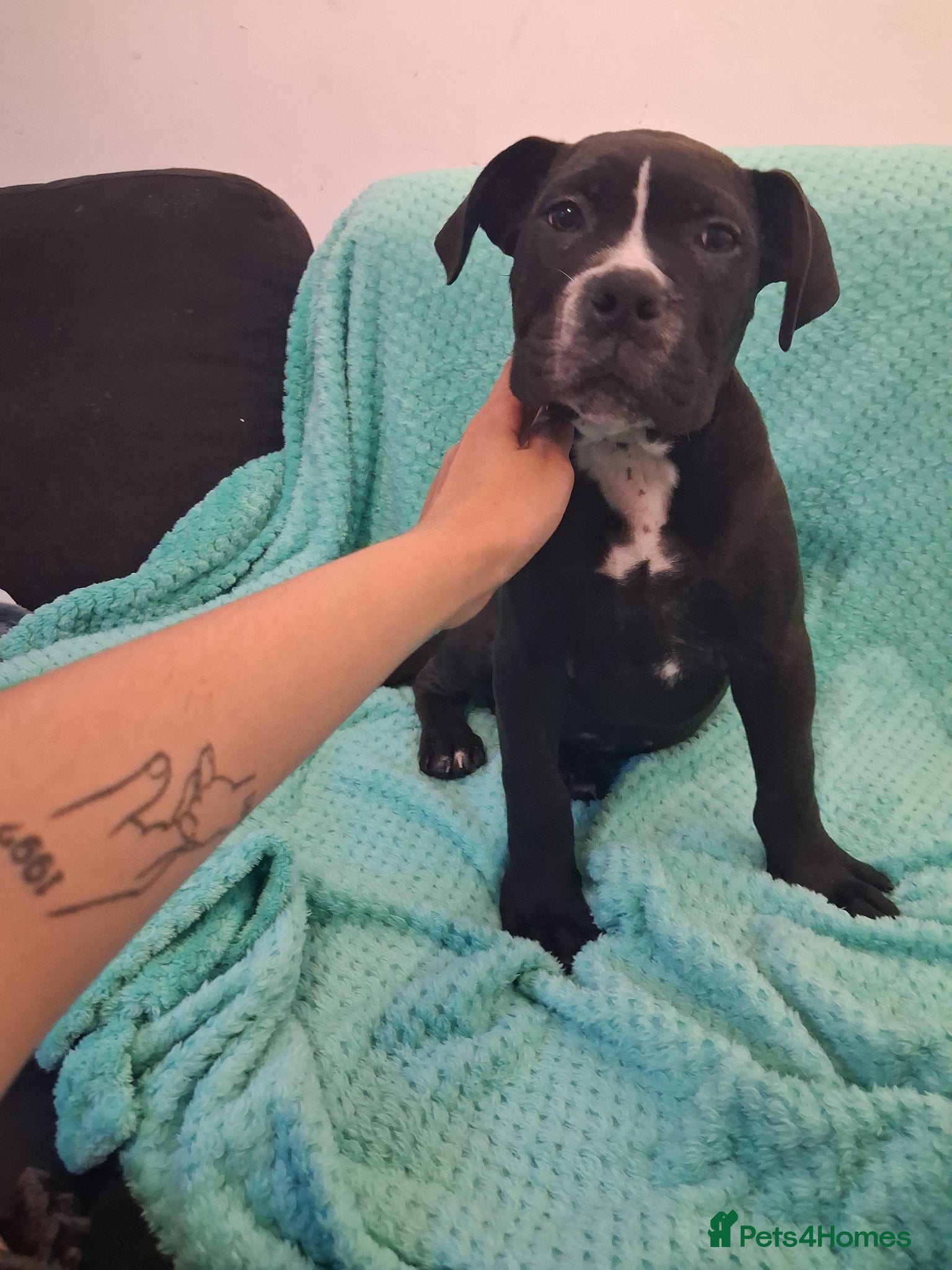 Mixed Breed dogs Alapaha Blue Blood Bulldog X Cane Corso Pup - Advert 12