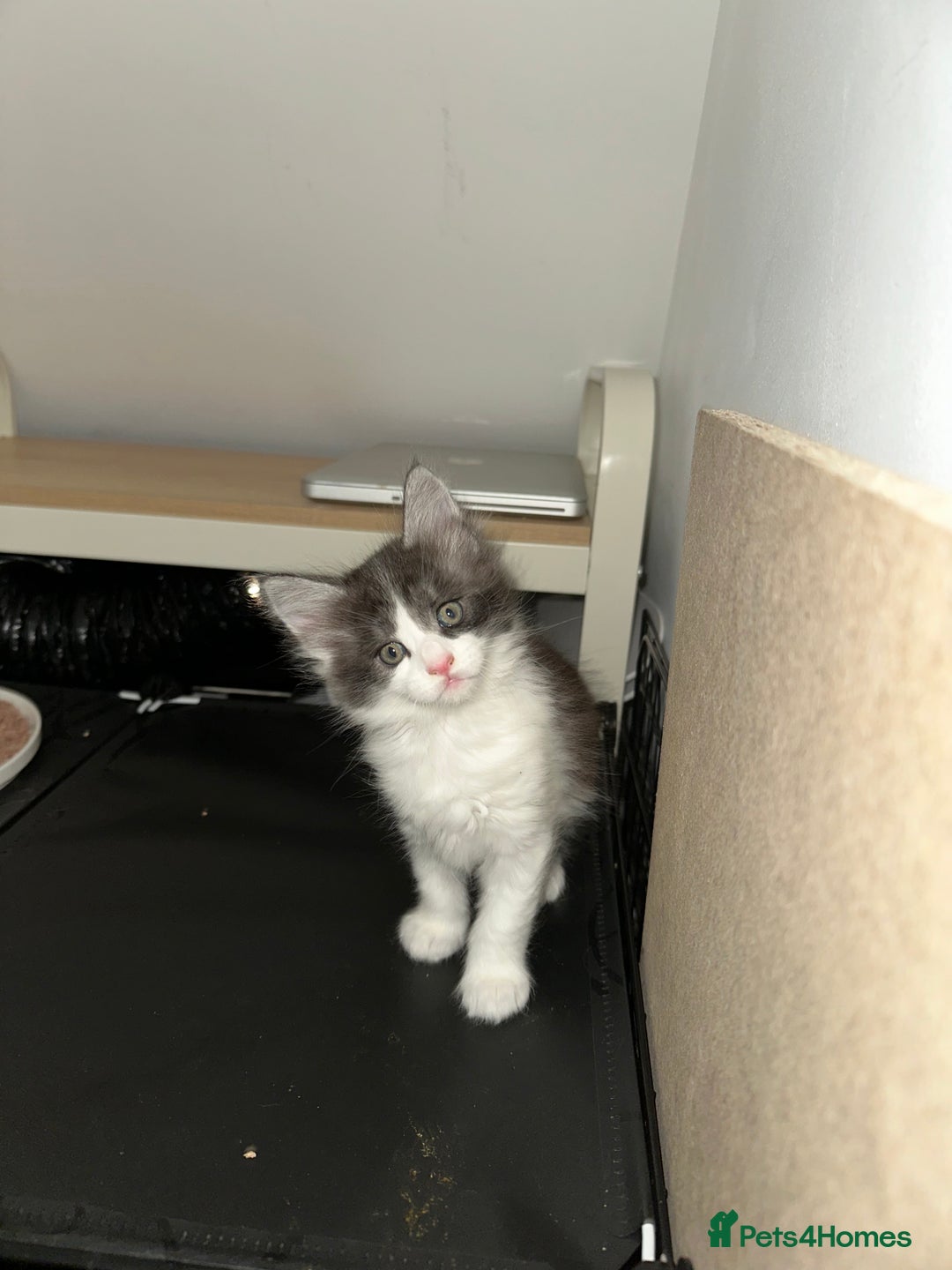 Maine Coon cats for sale: 6x Maine Coon kittens for sale - Advert 12