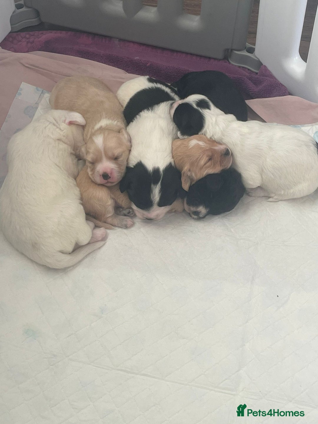 Mixed Breed dogs for sale: Cavachon x sprolli - Advert 13