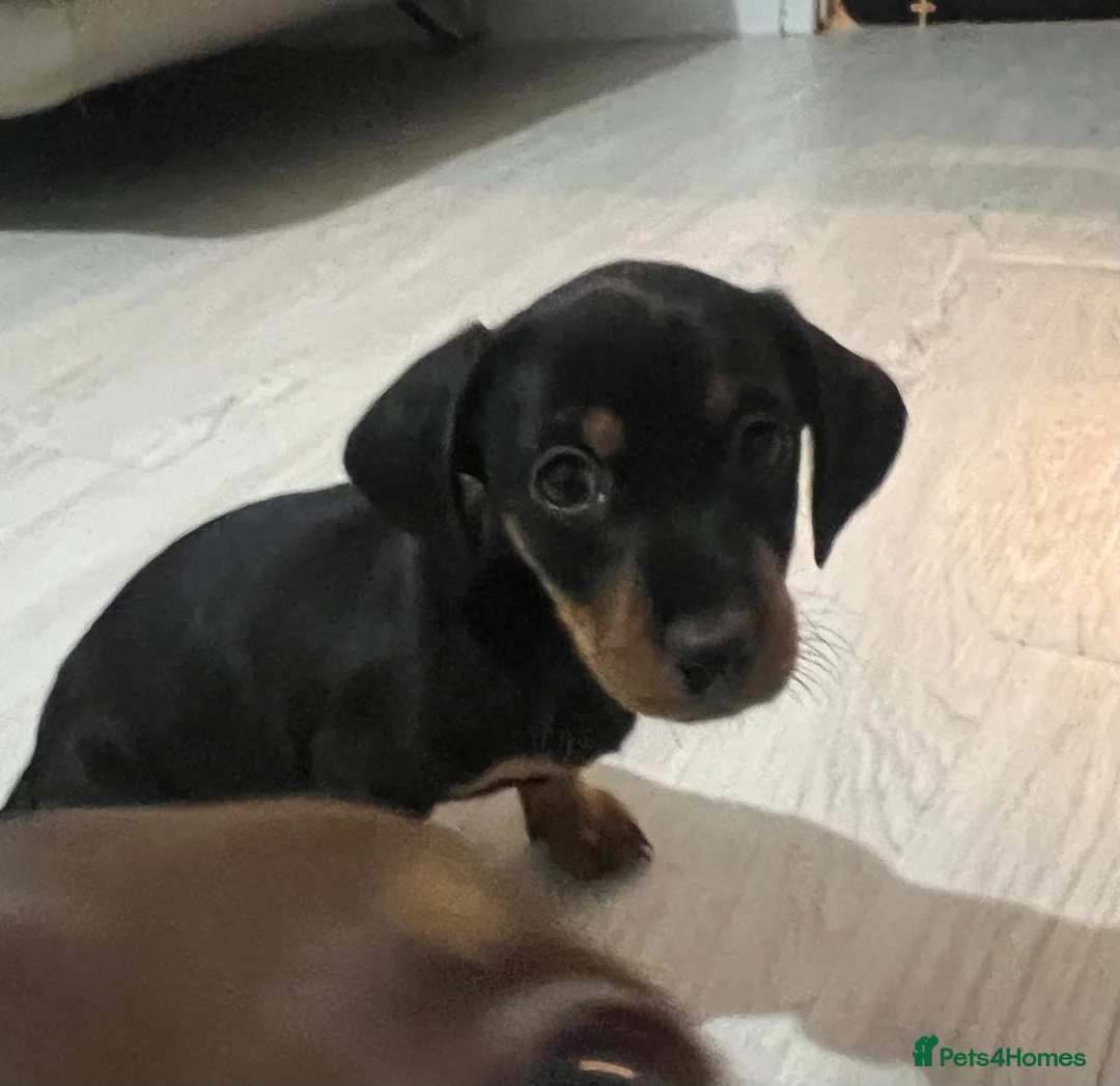 Dachshund dogs for sale: Beautiful dachshund puppies  - Advert 2