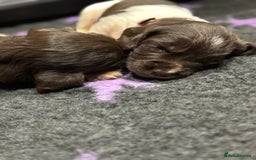 English Springer Spaniel dogs for sale: Hip/Elbow Scored and Health Tested, KC Springers  - Advert 4