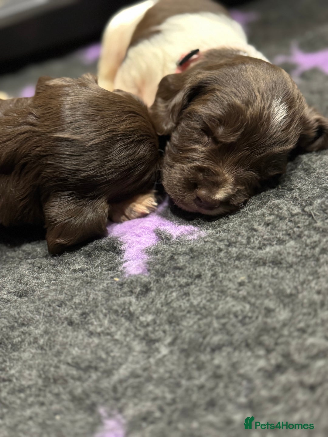 English Springer Spaniel dogs for sale: Hip/Elbow Scored and Health Tested, KC Springers  - Advert 4