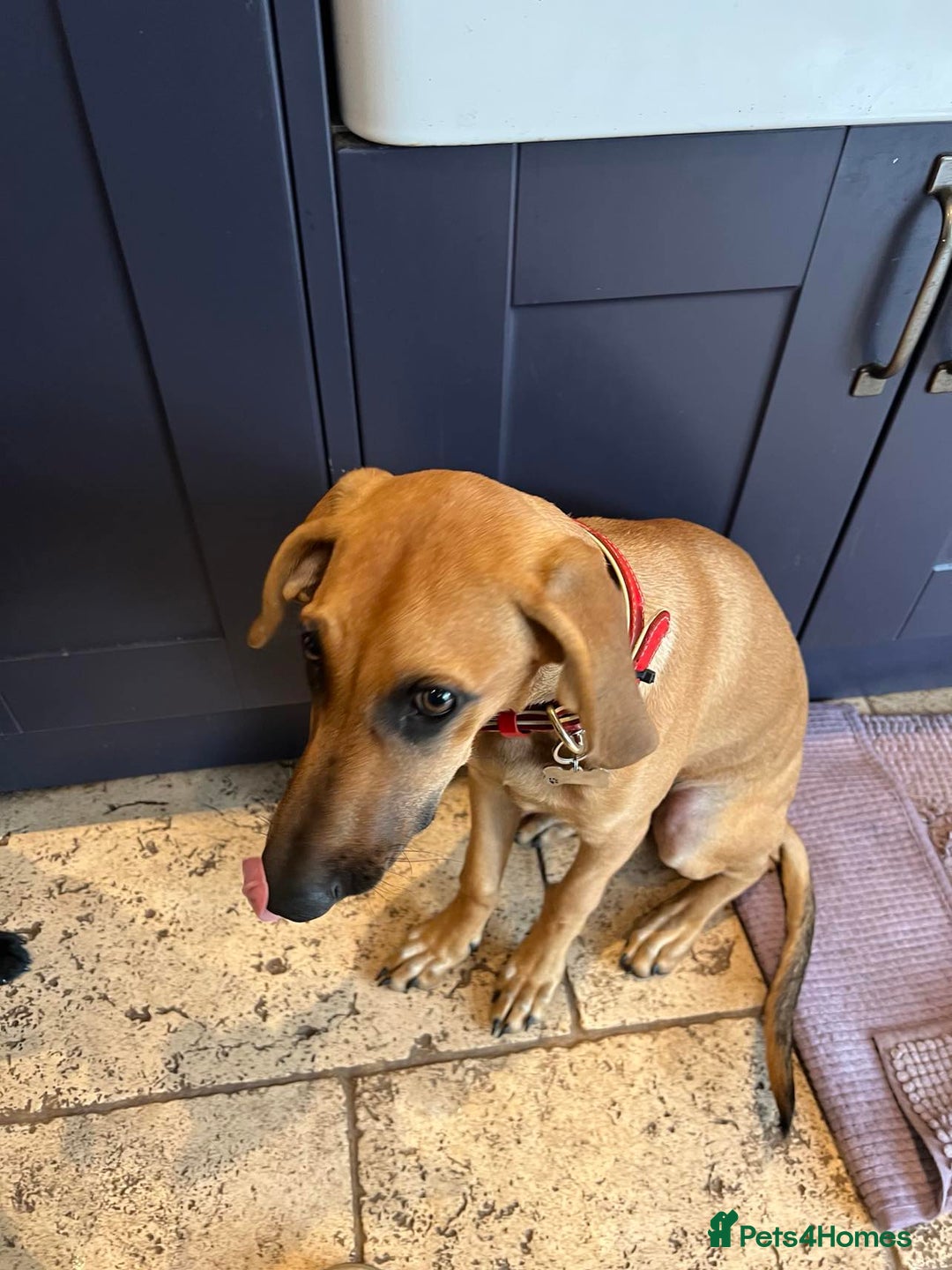 Mixed Breed dogs for adoption: Loveable Cher, is 5 months old - Image 6