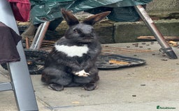 Mixed Breed rabbits for sale: 2 friendly rabbits  - Image 4