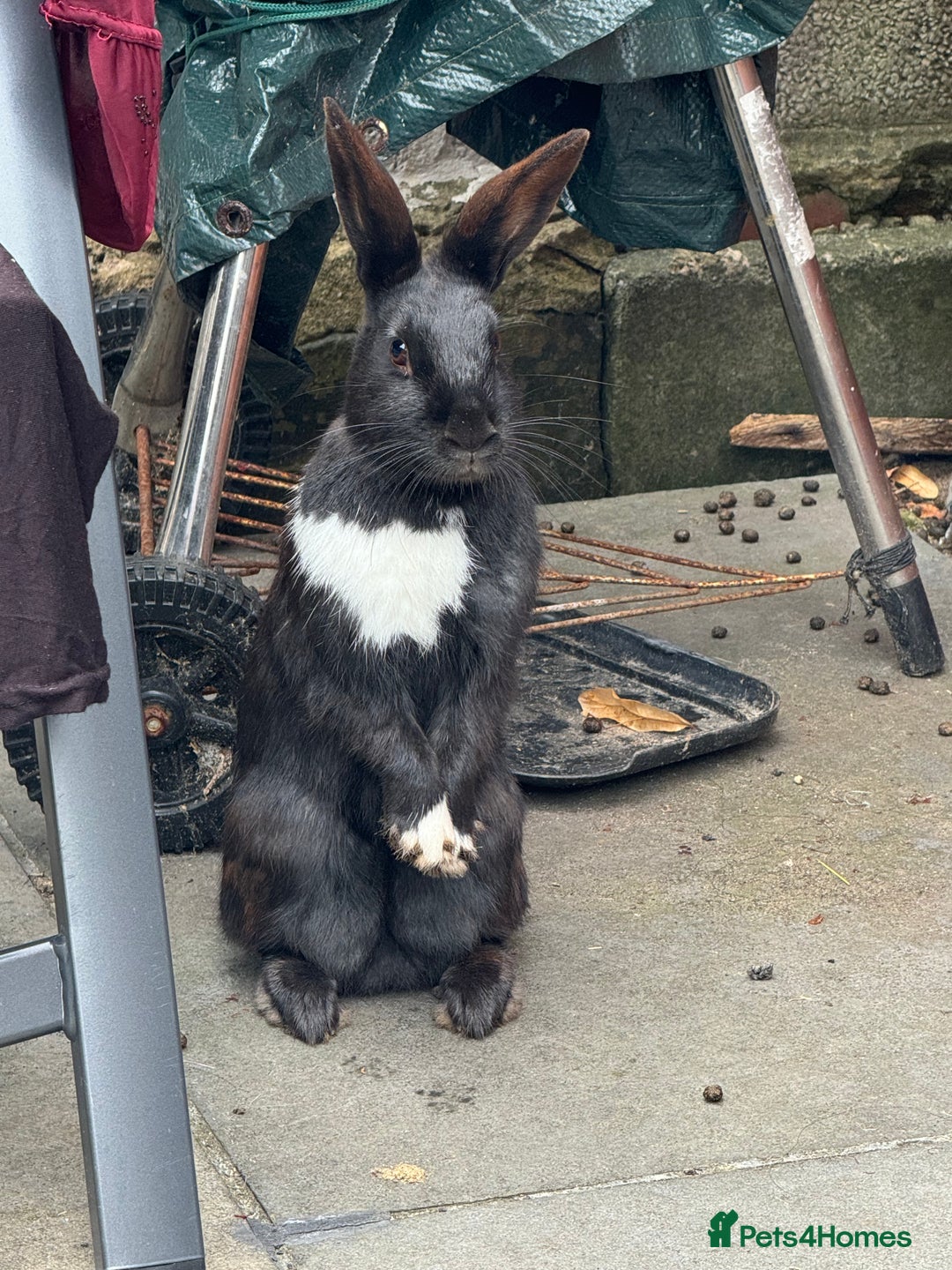 Mixed Breed rabbits for sale: 2 friendly rabbits  - Image 4