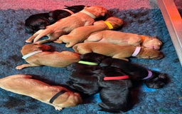 Labrador Retriever dogs for sale: Fully health tested Labrador puppies  - Image 3
