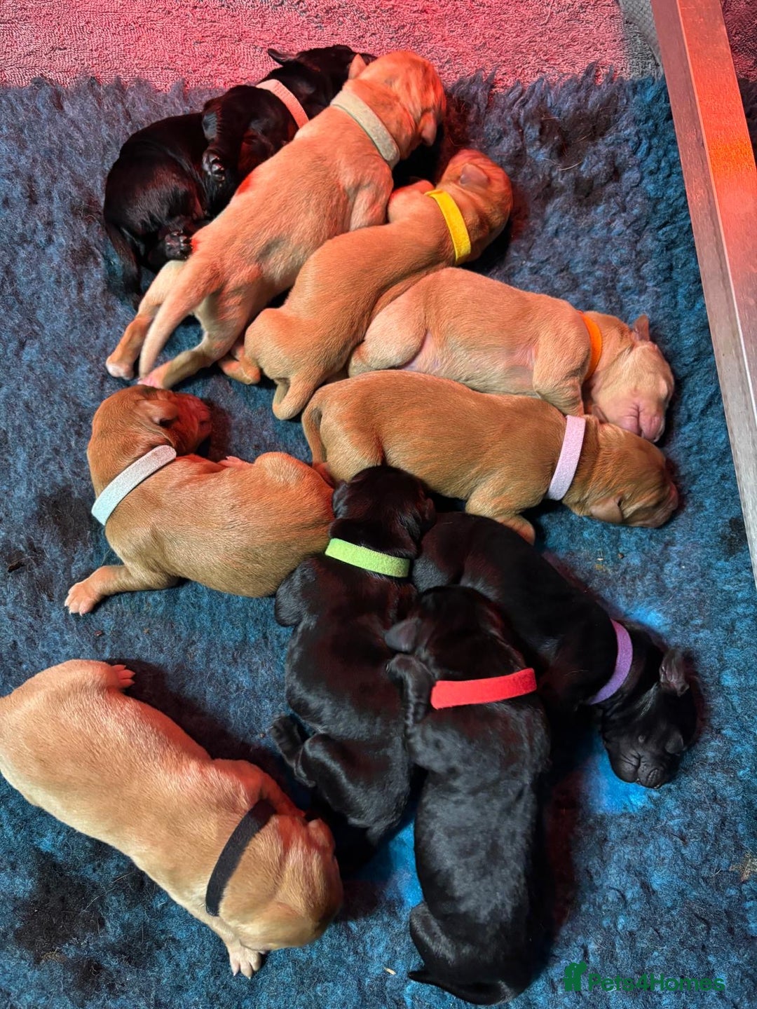 Labrador Retriever dogs for sale: Fully health tested Labrador puppies  - Image 3