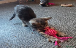 Bengal cats for sale: Registered Pure Bengal Babies Browns and Blues  - Image 5