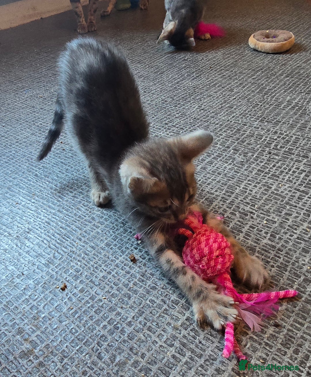 Bengal cats for sale: Registered Pure Bengal Babies Browns and Blues  - Image 5