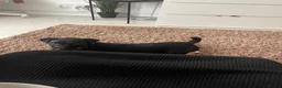 Patterjack dogs for sale: LOVING PATTERJACK NEEDS A FOREVER HOME  in London - Advert 4
