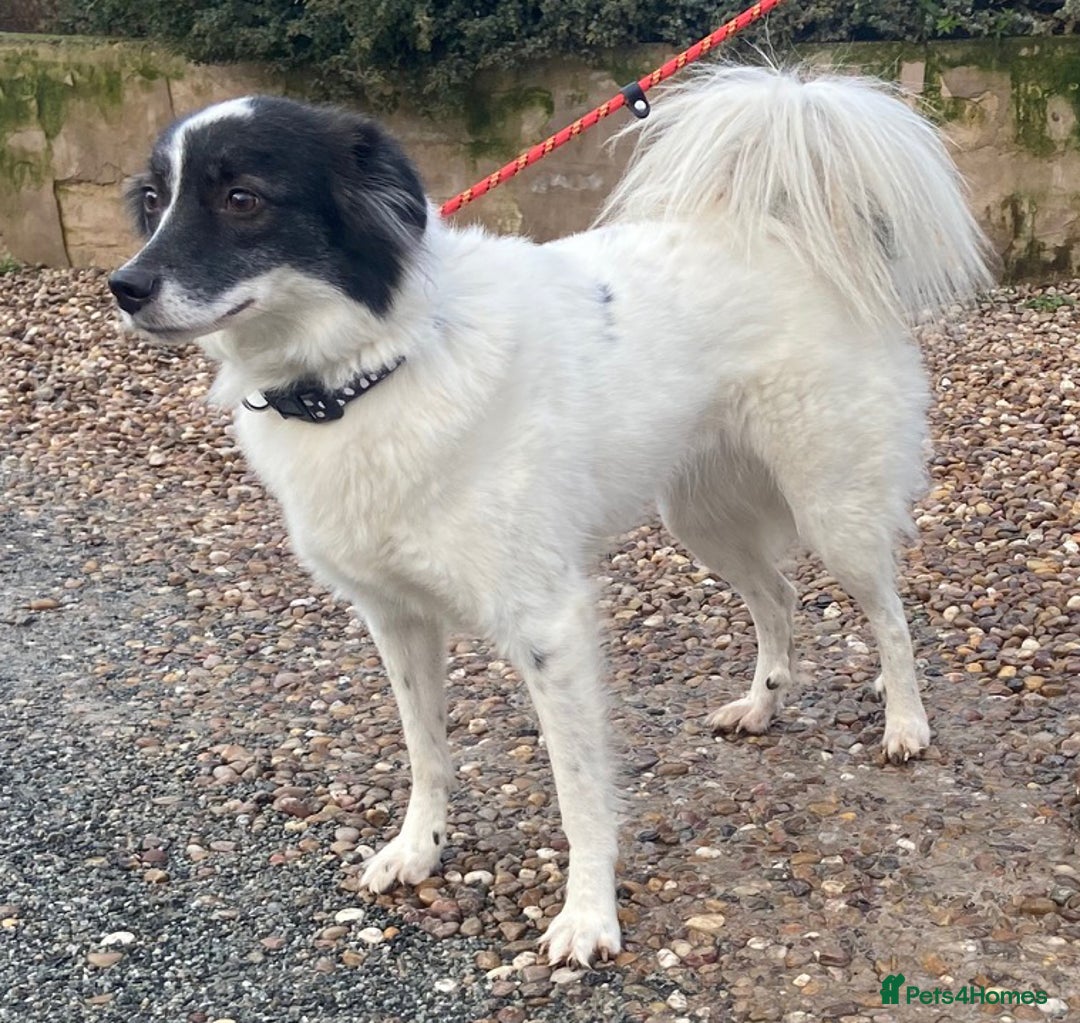 Mixed Breed dogs for adoption: Child friendly Frankie wants a loving forever home - Advert 2