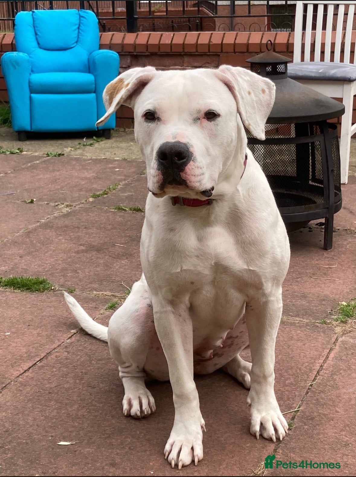 American Bulldog dogs American bulldog puppies  - Advert 5