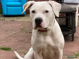 American Bulldog dogs American bulldog puppies - Advert 5