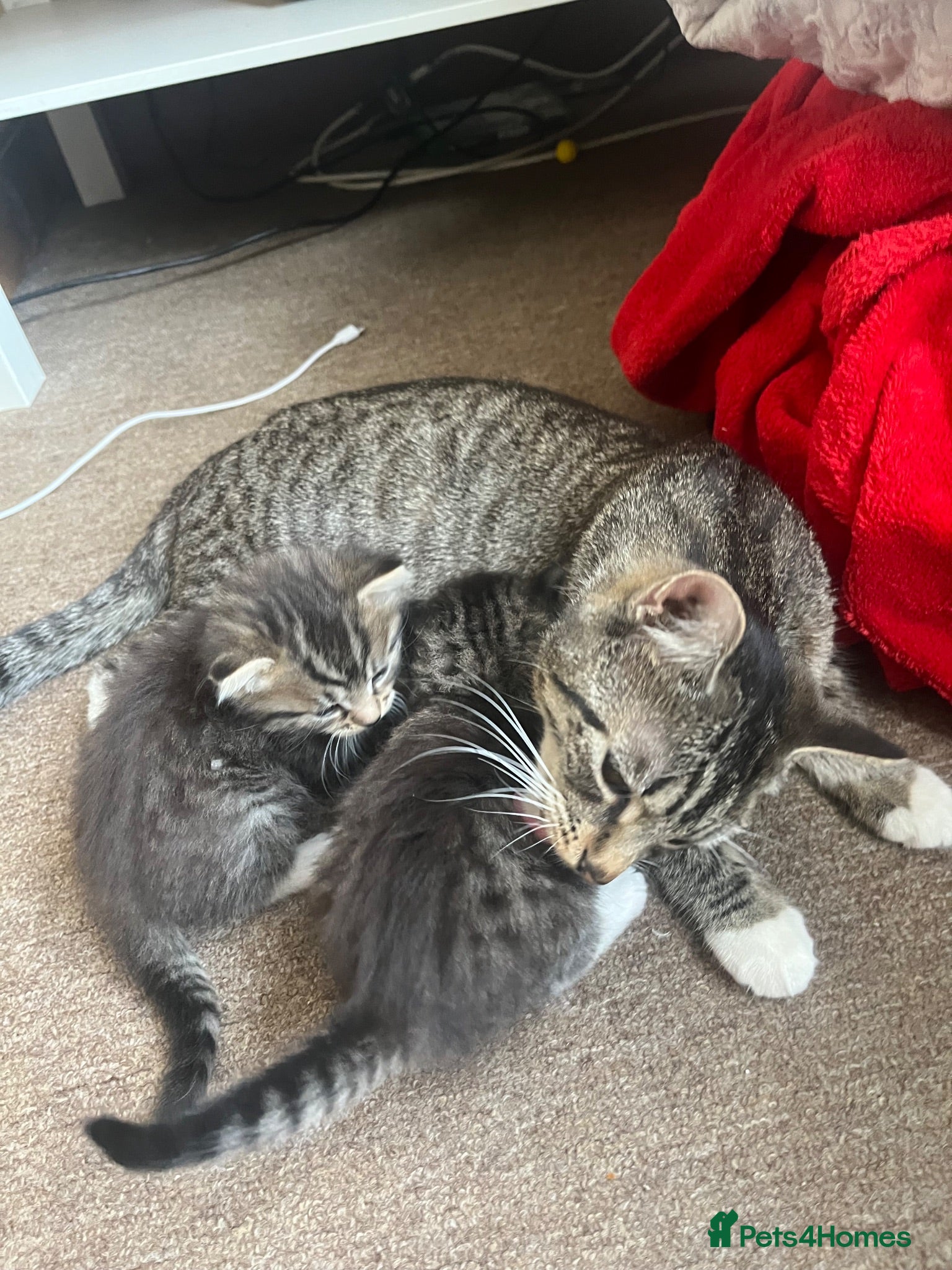 Mixed Breed cats Two Gorgeous Fluffy Female Kittens for Sale - Advert 2