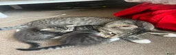 Mixed Breed cats for sale: Two Gorgeous Fluffy Female Kittens for Sale - Advert 4