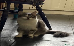 Mixed Breed cats for sale: Kittens for sale!!! - Image 10