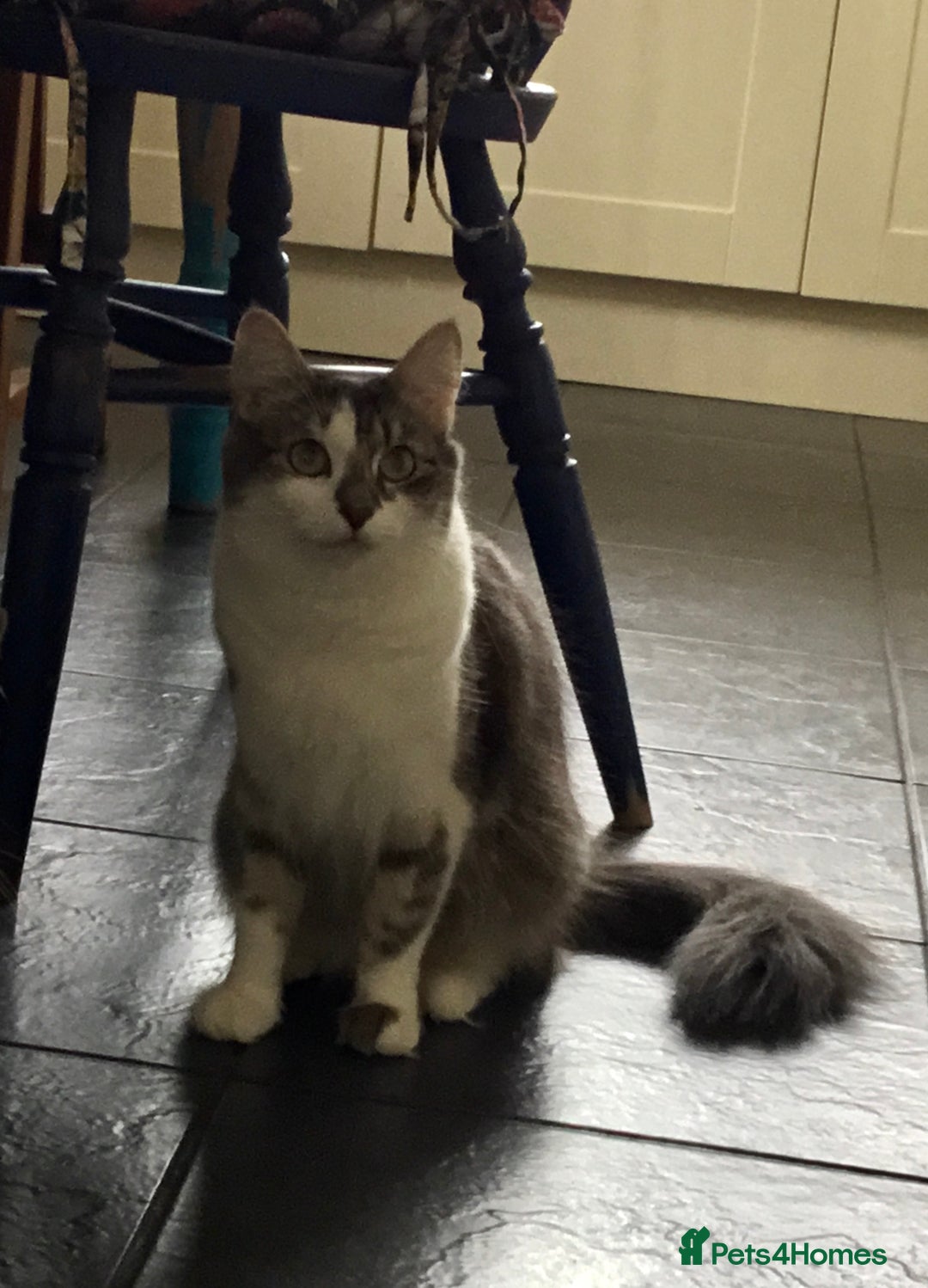 Mixed Breed cats for sale: Kittens for sale!!! - Image 10