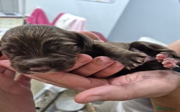 Cocker Spaniel dogs for sale: Cocker Spaniel Puppies - Image 7