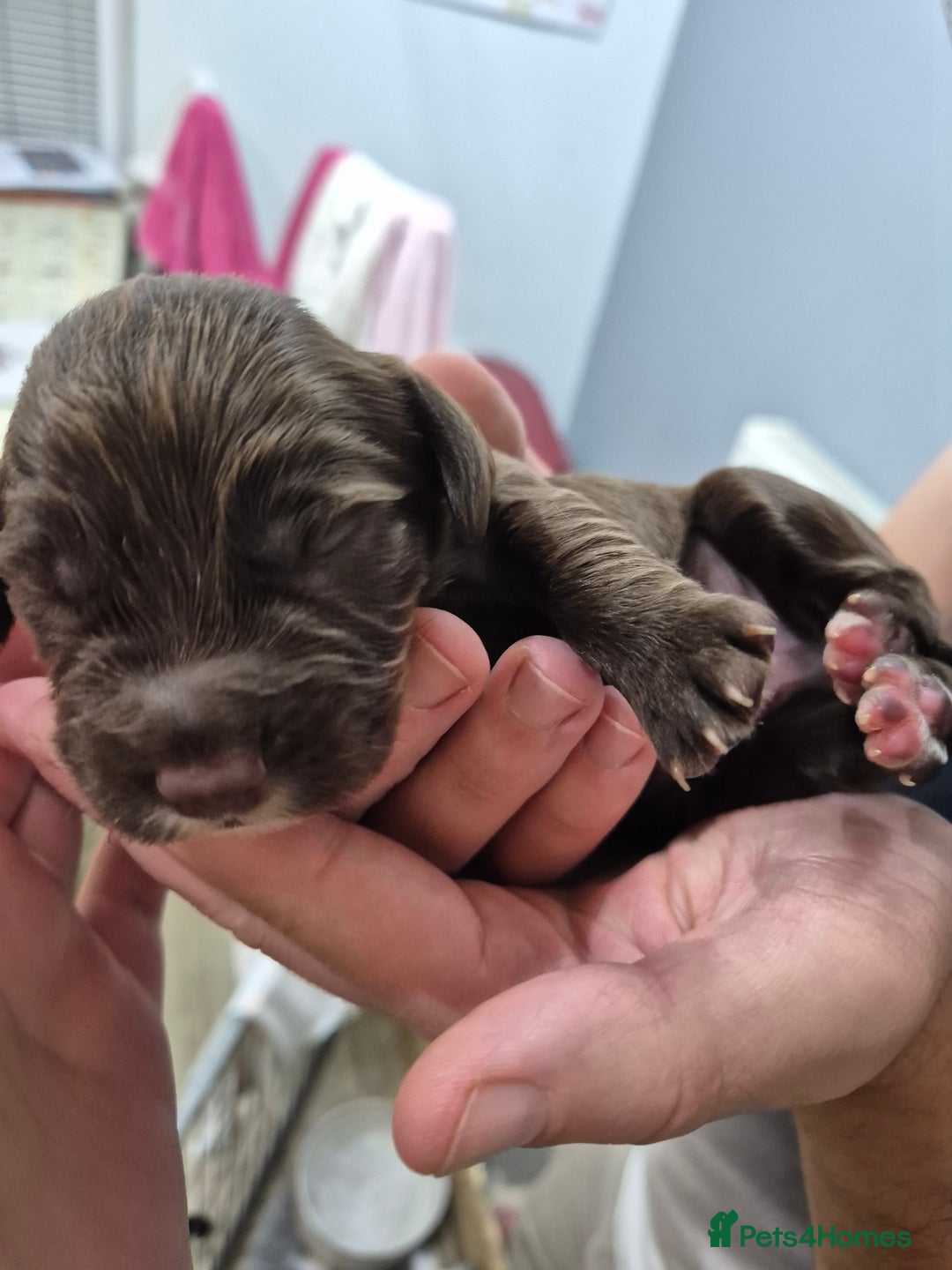 Cocker Spaniel dogs for sale: Cocker Spaniel Puppies - Image 7