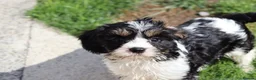 Cavapoo dogs for sale: COCKERLIERPOO puppies for sale - Advert 25