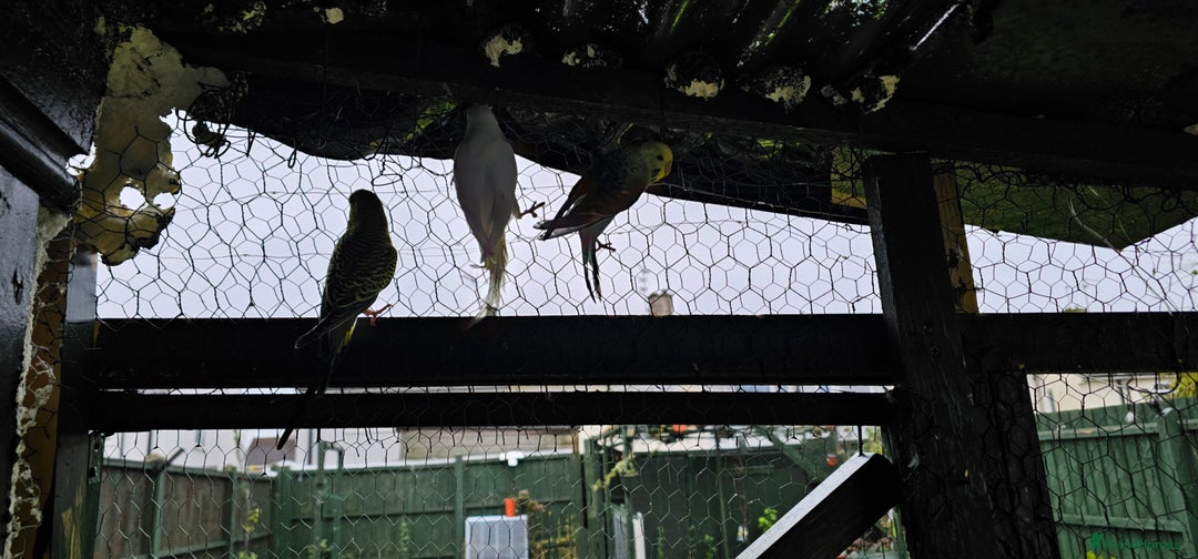 Budgerigars birds for sale: Goldfinch and  Canarys and budgies and cockatiels - Advert 9