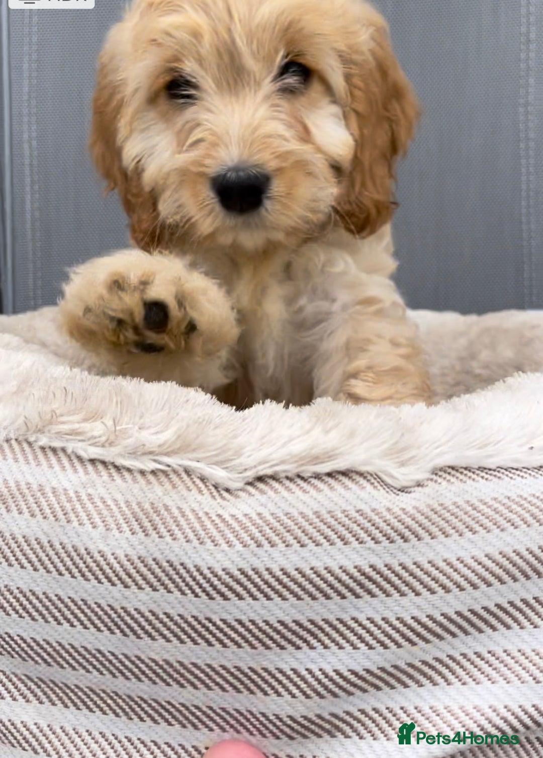 Cockapoo dogs for sale: Quality cockapoo pups  - Image 2
