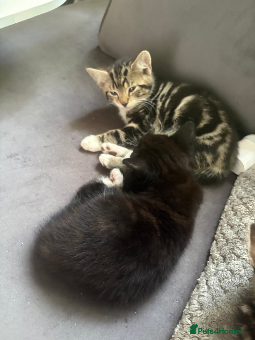 Mixed Breed cats for sale: Mixed breed  - Image 14