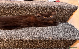Scottish Fold cats for sale: Scottish fold long hair - Image 1