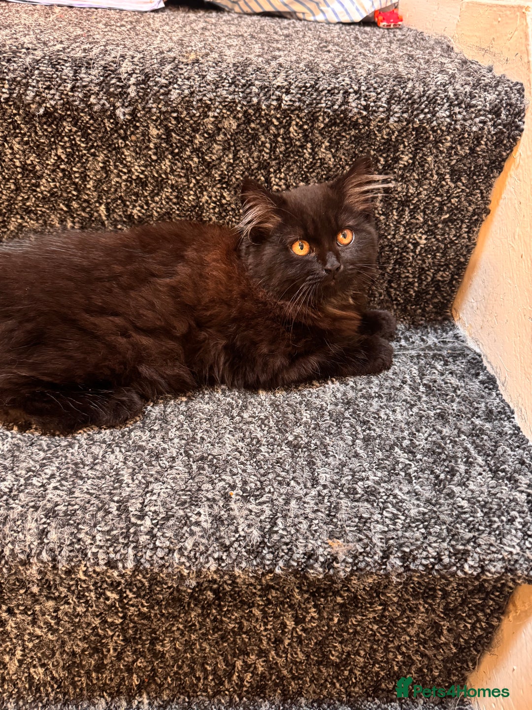 Scottish Fold cats for sale: Scottish fold long hair - Image 1